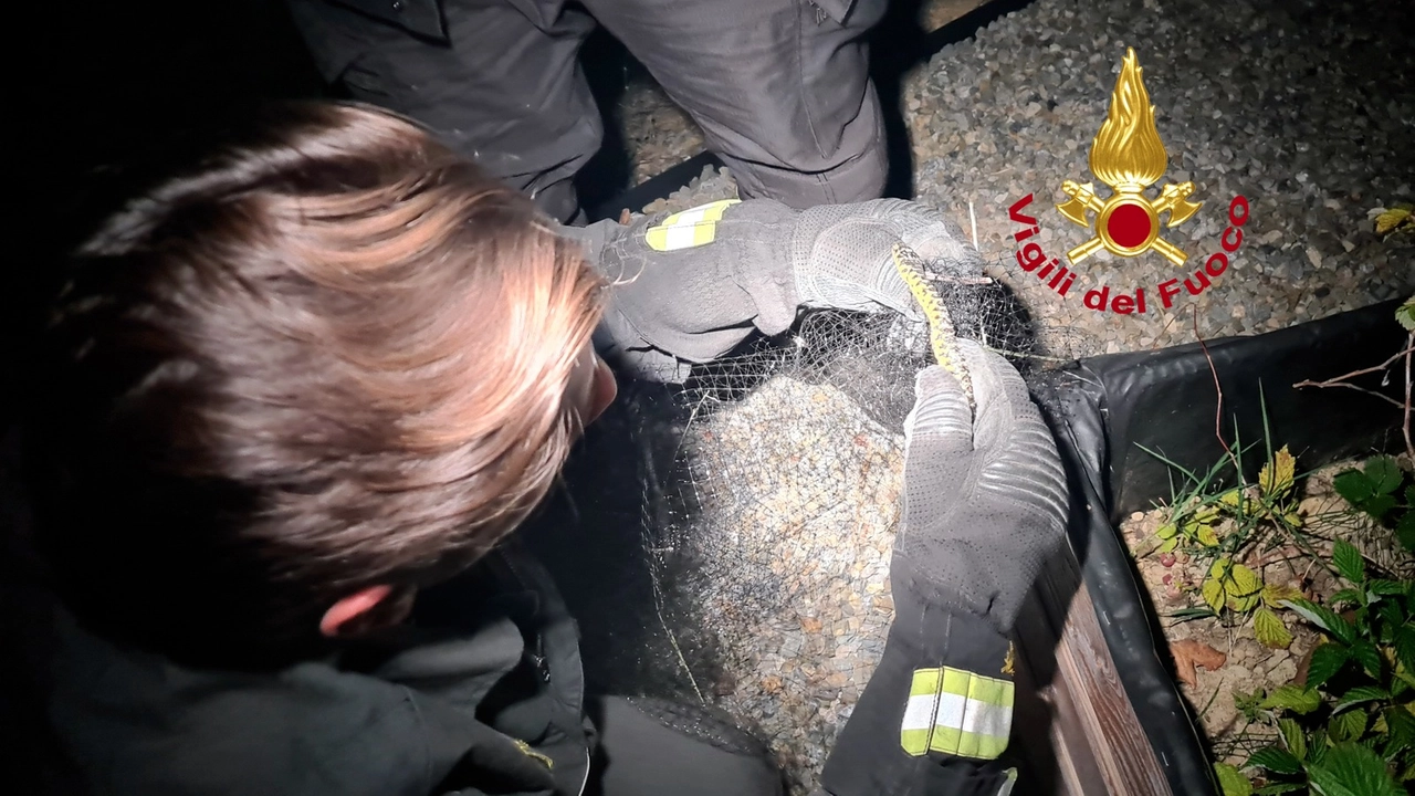 Il biacco incastrato nella rete e i vigili del fuoco in azione per liberarlo
