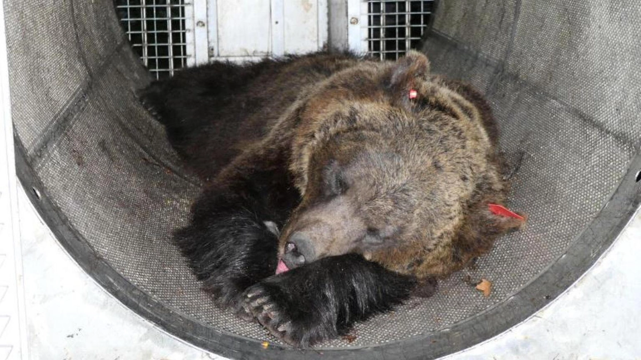 Andrà in parco della Foresta Nera.Nel 2023 l'aggressione mortale