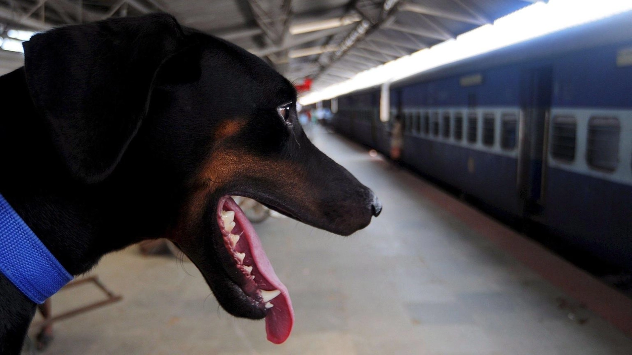 Trenitalia, fuori dal trasportino con guinzaglio e museruola Trenitalia, fuori dal trasportino con guinzaglio e museruola