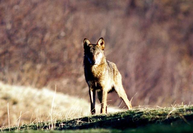 lupo avvistato vicino alla basilica di san francesco nessun pericolo per l uomo 