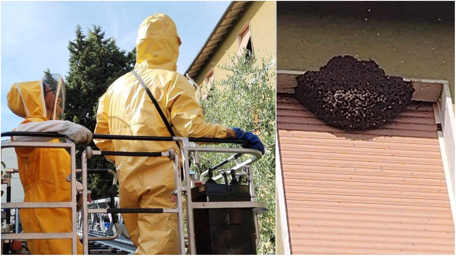 Alveare gigantesco nel palazzo: 2 giorni per trasferire le api, “Così ho individuato la regina” Alveare gigantesco nel palazzo: 2 giorni per trasferire le api, “Così ho individuato la regina”