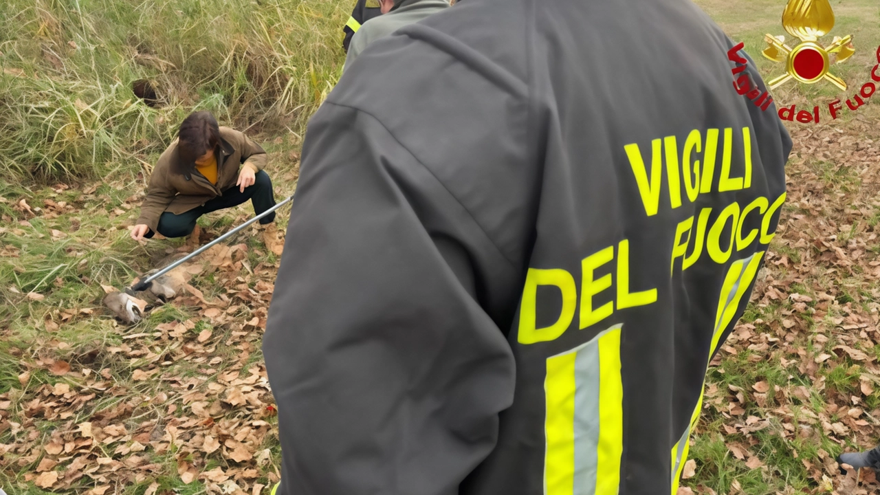 Il lupo è stato sedato e consegnato alla clinica veterinaria per essere curato Il lupo è stato sedato e consegnato alla clinica veterinaria per essere curato