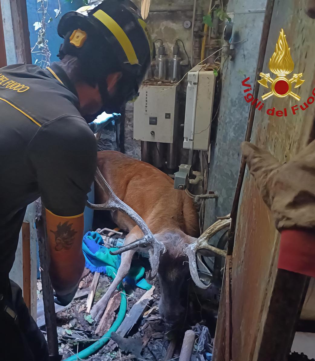 Ferragosto con la ‘visita’ del cervo. Sfonda il tetto e finisce nel locale. L’animale salvato dai vigili del fuoco