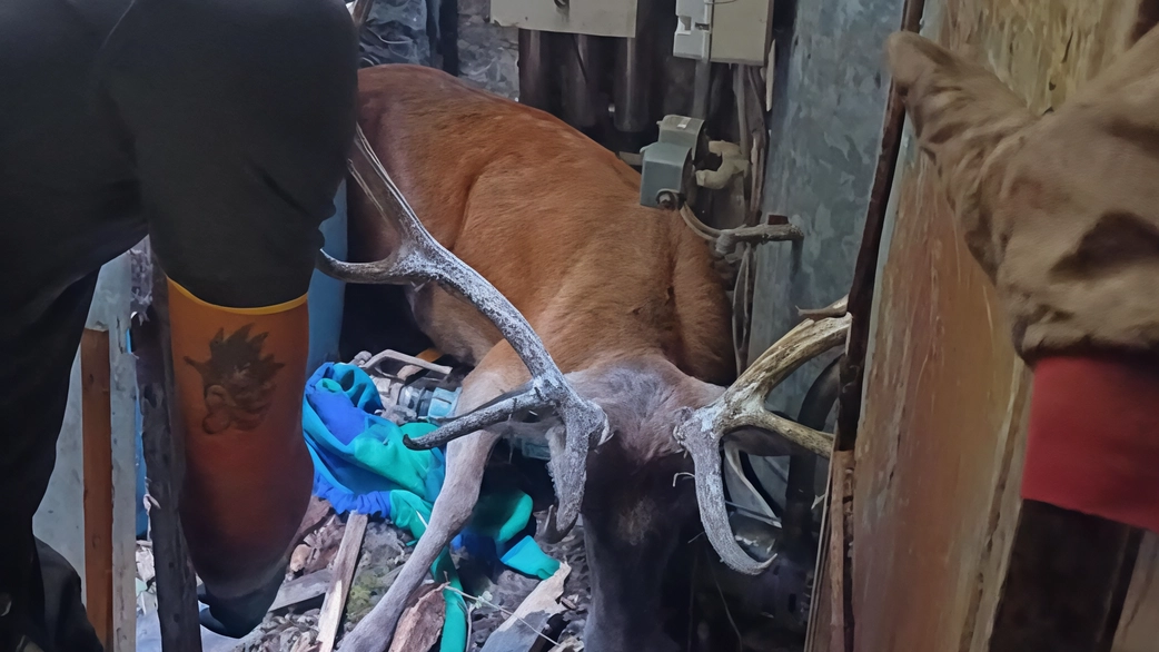 Un esemplare adulto di cervo è finito all’interno di un locale adiacente a un ristorante. Ci è rimasto incastrato con il suo palco, dopo aver sfondato accidentalmente la copertura della struttura. Sul posto sono giunti i pompieri per liberarlo