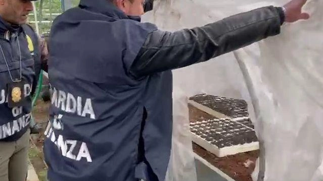 Guardia di finanza in azione a Pescia: trovato un quintale di droga essiccata. Nel semenzaio scoperti oltre duemila semi