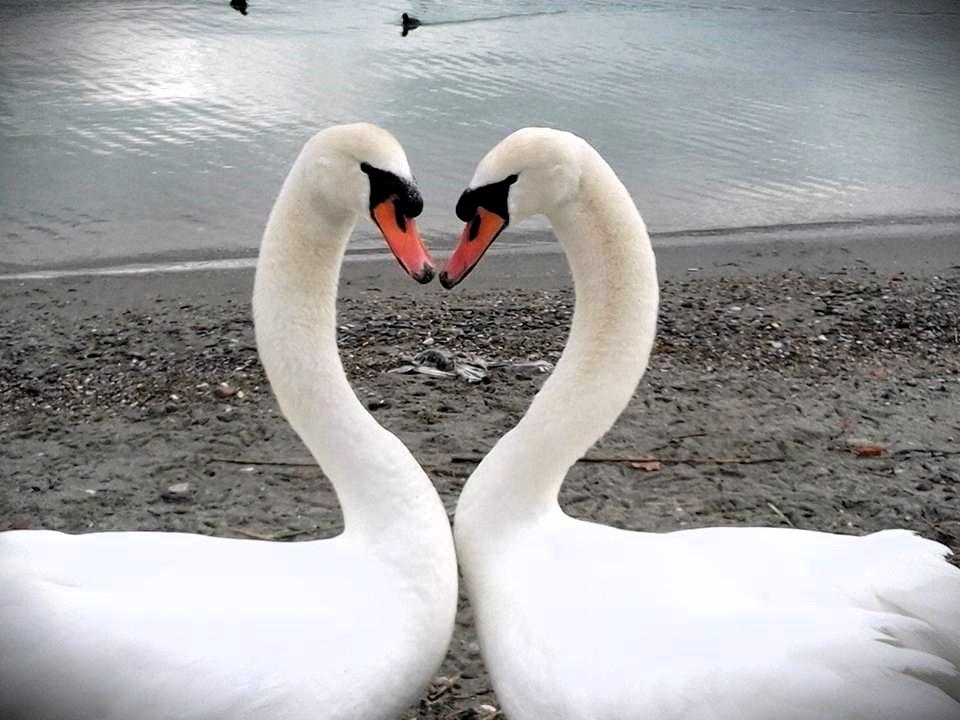 Passignano, la morte dell’“ultimo” cigno è un mistero Passignano, la morte dell’“ultimo” cigno è un mistero