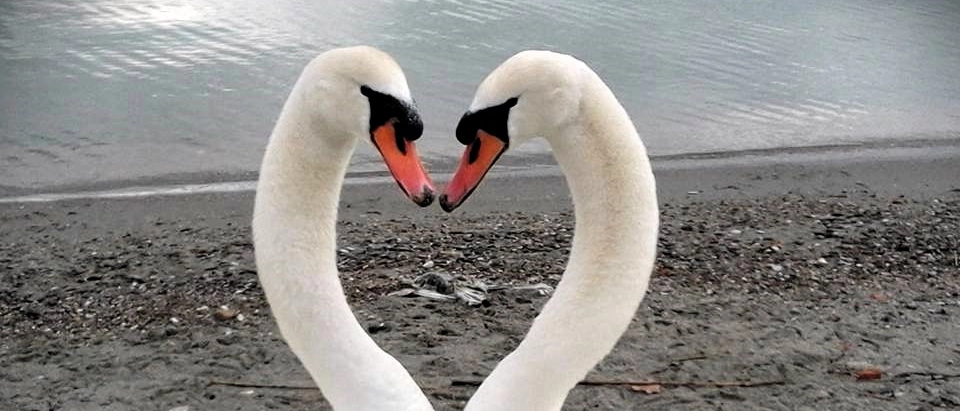 Passignano, la morte dell’“ultimo” cigno è un mistero