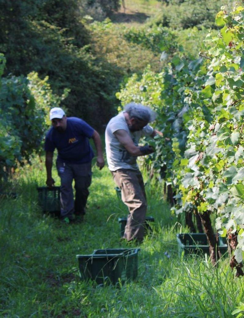 fiato sospeso tra le vigne vendemmia da record mancano gli stagionali