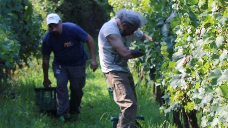 Già partita la vendemmia sulle colline del Candia e della Lunigiana Già partita la vendemmia sulle colline del Candia e della Lunigiana