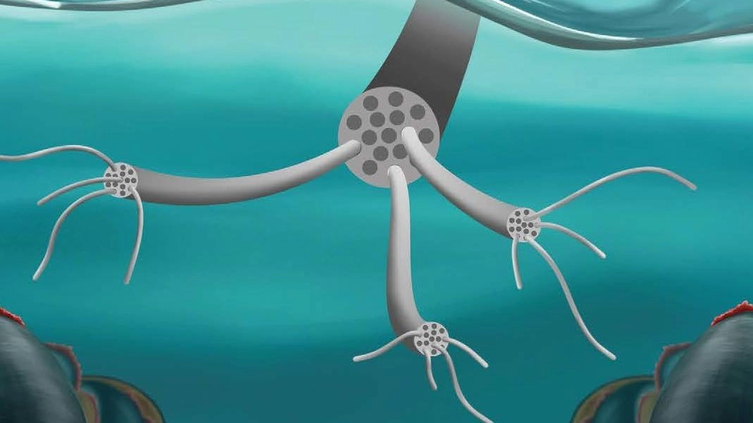 Uno studio sulle cozze scagiona la nanocellulosa pericolosa nei mari