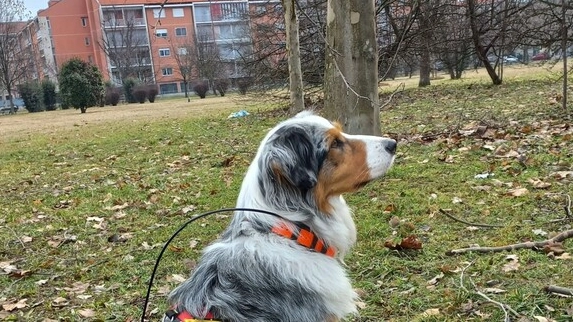 Si tratta di animali addestrati a scoprire i bocconi avvelenati (Foto Ansa) Si tratta di animali addestrati a scoprire i bocconi avvelenati (Foto Ansa)
