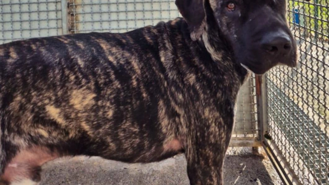 Il meticcio preso in cura dai volontari dell’Impronta dopo un percorso di riabilitazione potrà essere adottato da una famiglia Il meticcio preso in cura dai volontari dell’Impronta dopo un percorso di riabilitazione potrà essere adottato da una famiglia