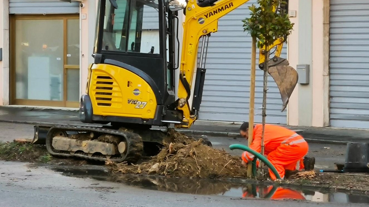 AREZZO Abbattuti i pini in via IV Novembre. Ieri mattina gli operai del Comune hanno abbattuto otto dei nove alberi... AREZZO Abbattuti i pini in via IV Novembre. Ieri mattina gli operai del Comune hanno abbattuto otto dei nove alberi...
