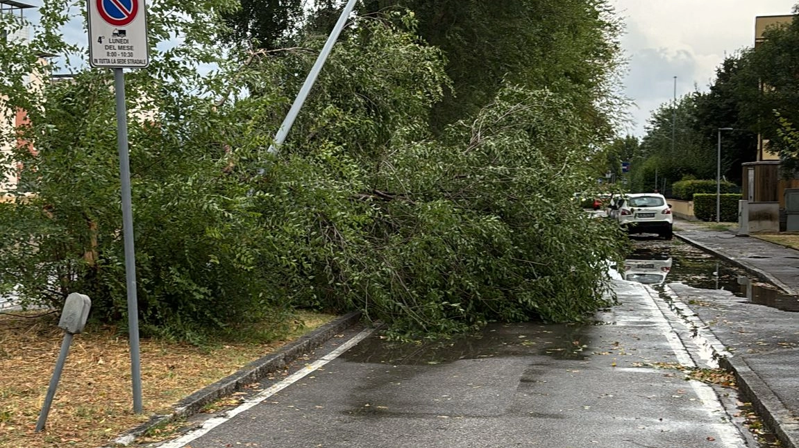 Un albero caduto in via Mediterraneo a Prato, zona Galciana
