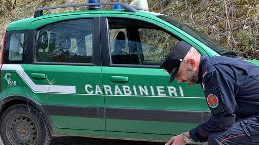 Volterra, cane abbandonato senza cibo né acqua: denunciati tre familiari Volterra, cane abbandonato senza cibo né acqua: denunciati tre familiari