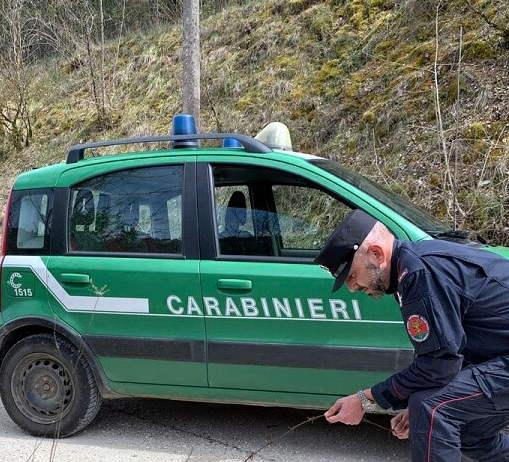 Volterra, cane abbandonato senza cibo né acqua: denunciati tre familiari