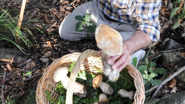Cercatore di funghi ritrovato dopo una notte di ricerche Cercatore di funghi ritrovato dopo una notte di ricerche