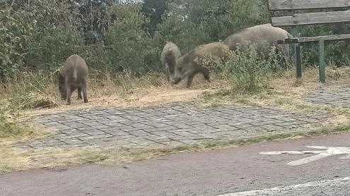 La famigliola di cinghiali che va a mangiare nei cassonetti del porta a porta La famigliola di cinghiali che va a mangiare nei cassonetti del porta a porta