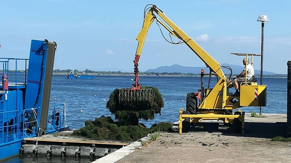 Pulizia della laguna di Orbetello dalle alghe. Ieri il via libera alla legge sul Parco Pulizia della laguna di Orbetello dalle alghe. Ieri il via libera alla legge sul Parco