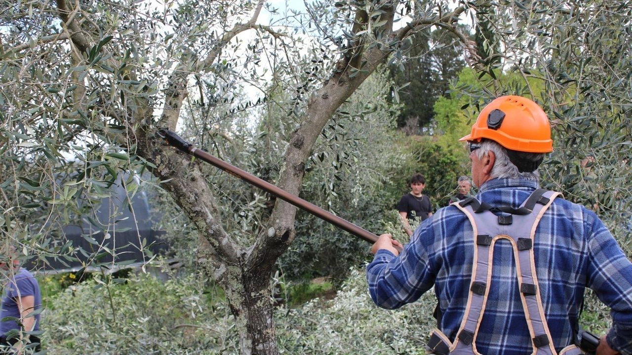 La raccolta delle olive