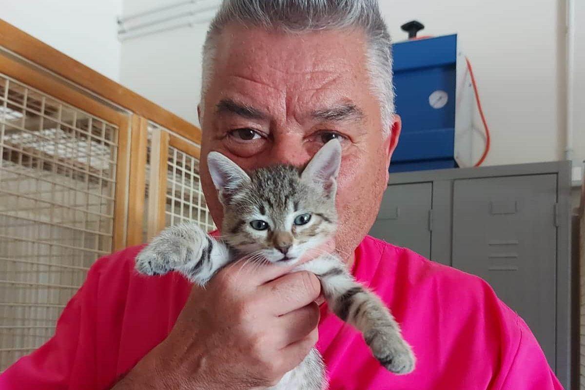 Gattini lanciati da un’auto in corsa, uno muore e l’altro è ferito gravemente