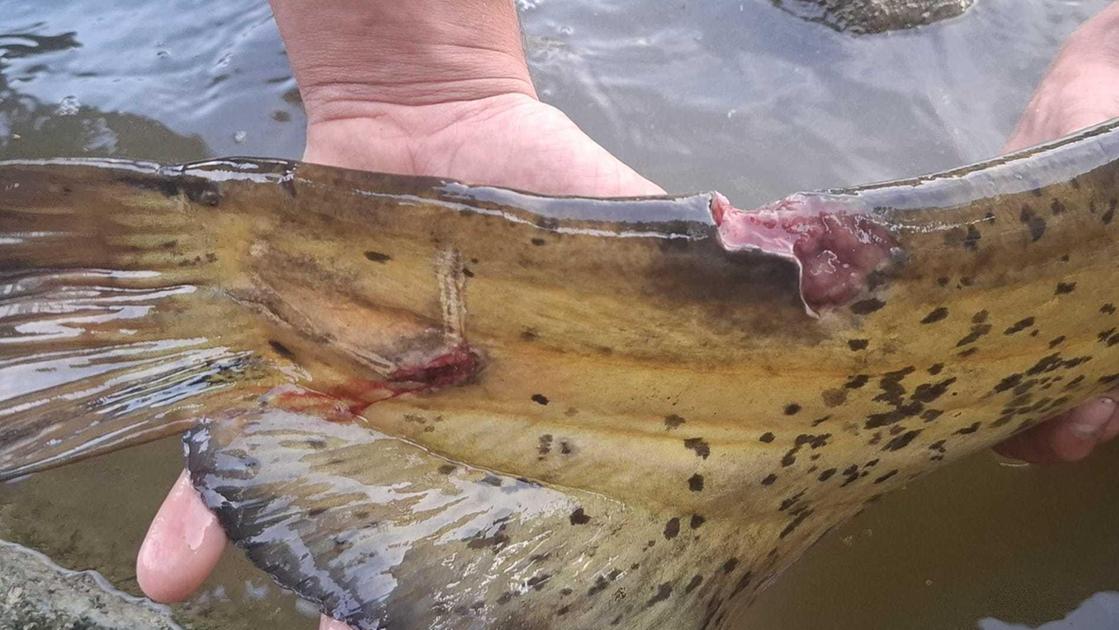 no alla pesca a strappo le guardie del wwf a difesa della fauna ittica