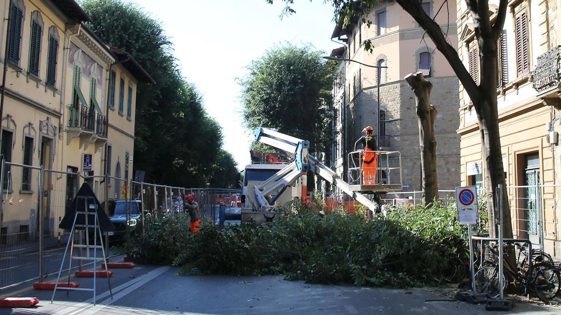 Operai in azione per la tramvia: tagliati tra piazza Gavinana e via Caponsacchi. Saranno abbattute 17 piante. "Ma nell’area ne arriveranno altre 26". Operai in azione per la tramvia: tagliati tra piazza Gavinana e via Caponsacchi. Saranno abbattute 17 piante. "Ma nell’area ne arriveranno altre 26".