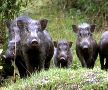 Maremma, maxi sequestro di carne di cinghiale: poca igiene e assenza di tracciabilità Maremma, maxi sequestro di carne di cinghiale: poca igiene e assenza di tracciabilità