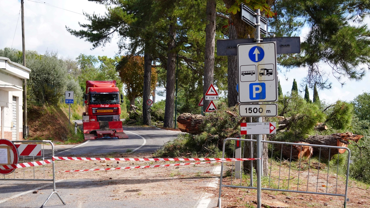 Da mercoledì, sette pini saranno abbattuti in viale Marconi (foto d’archivio) Da mercoledì, sette pini saranno abbattuti in viale Marconi (foto d’archivio)