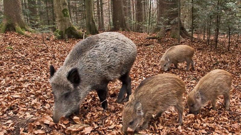 Cinghiali, è legato a loro il problema della peste suina Cinghiali, è legato a loro il problema della peste suina