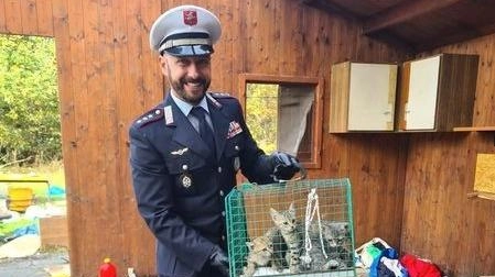 A Pisa, lavori sospesi per salvare sette cuccioli di gatto e le loro mamme in un manufatto in demolizione. Intervento della polizia municipale e delle guardie zoofile Nogra, con supporto dell'ufficio comunale tutela animali. Gattini trasferiti al gattile Agap di Marina di Pisa per adozione, mamme sterilizzate. Per informazioni contattare il gattile. A Pisa, lavori sospesi per salvare sette cuccioli di gatto e le loro mamme in un manufatto in demolizione. Intervento della polizia municipale e delle guardie zoofile Nogra, con supporto dell'ufficio comunale tutela animali. Gattini trasferiti al gattile Agap di Marina di Pisa per adozione, mamme sterilizzate. Per informazioni contattare il gattile.