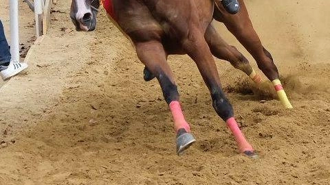 Il fantino Michel Putzu, coinvolto in un incidente al Palio di Asti, è stato dimesso dall'ospedale con tre costole rotte. Sarà costretto a riposo ma spera di tornare presto in sella. Il fantino Michel Putzu, coinvolto in un incidente al Palio di Asti, è stato dimesso dall'ospedale con tre costole rotte. Sarà costretto a riposo ma spera di tornare presto in sella.