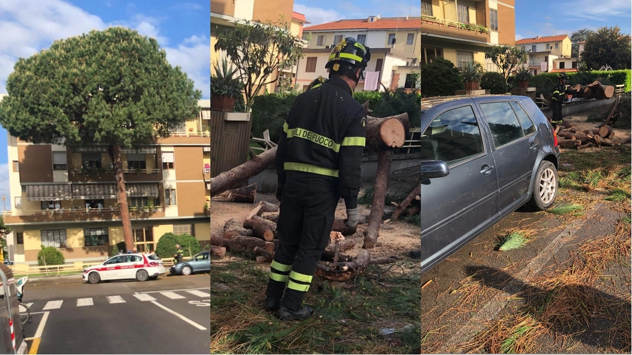 Il grosso pino caduto stamani a Firenze