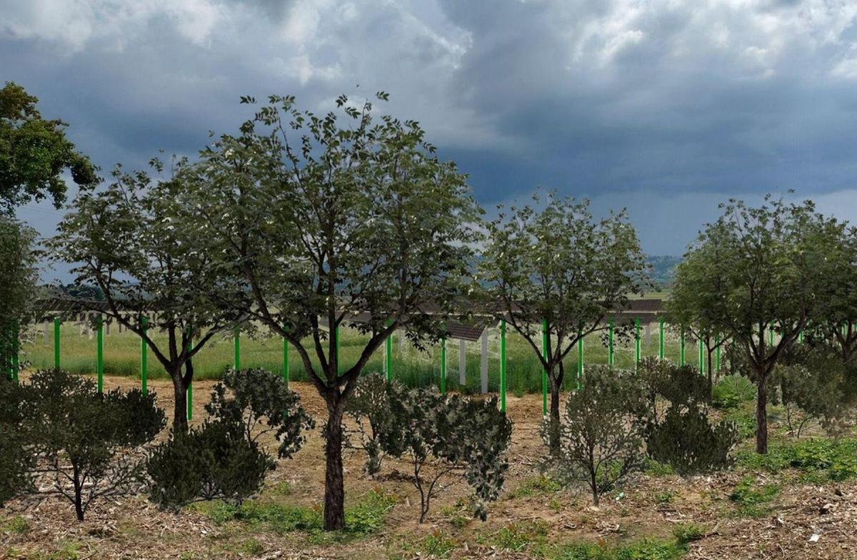 Agrivoltaico su 238 ettari: "Normativa rispettata, lavoriamo da mesi. Ora pronti al confronto"