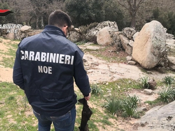 immagine articolo