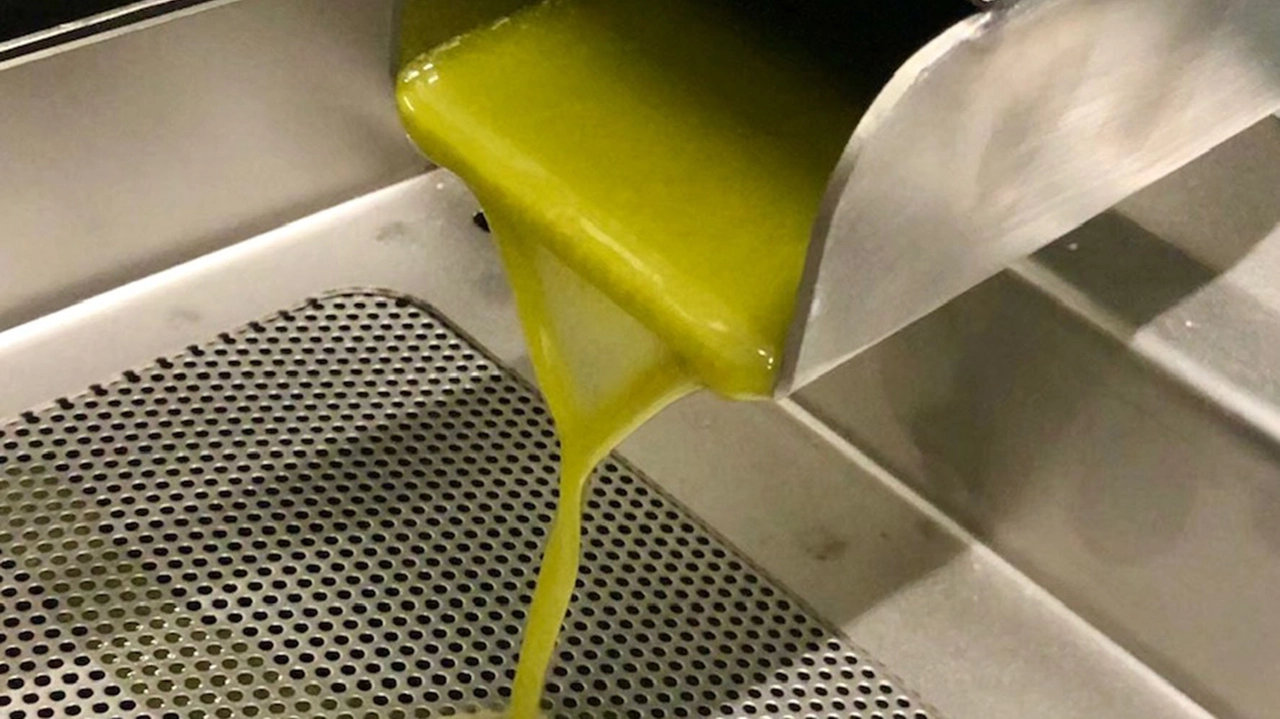 olio olio
