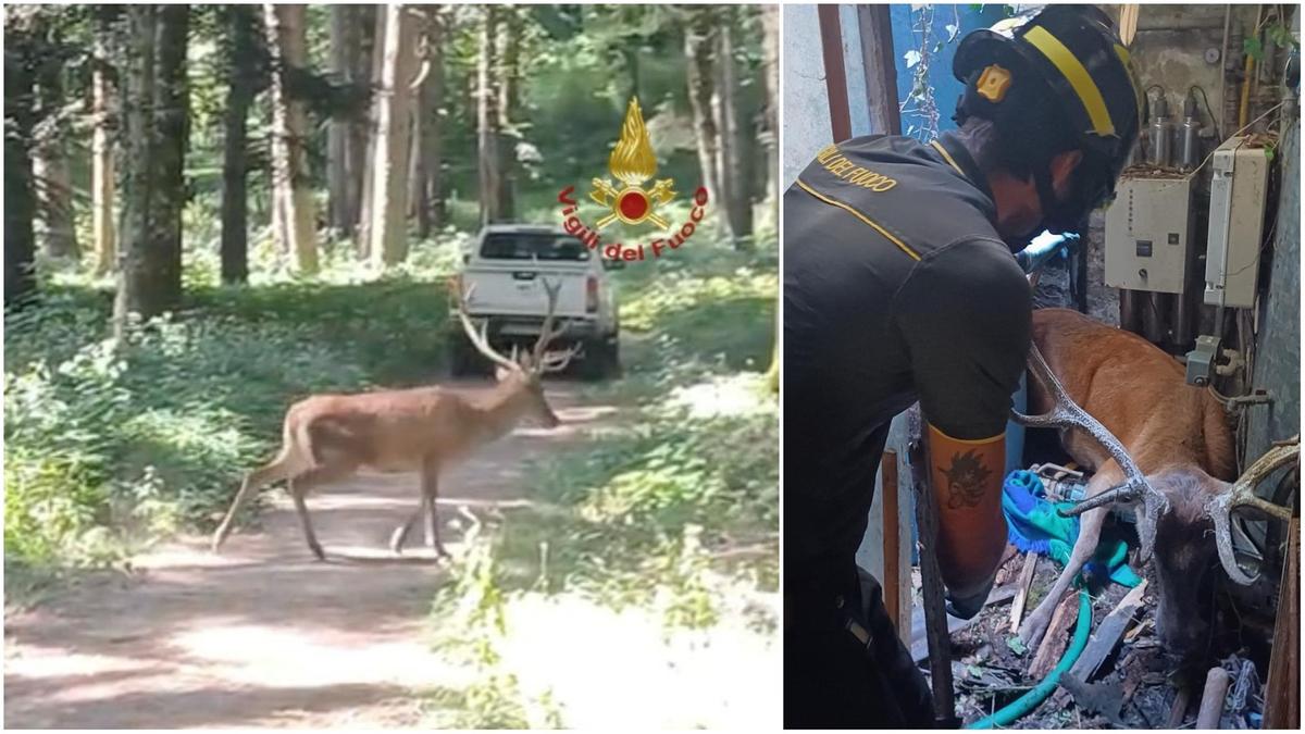 cervo sfonda il tetto di un ristorante e rimane incastrato