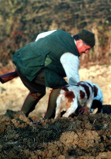 Peste suina, c’è l’ordinanza regionale. Fondi per punti di stoccaggio carcasse