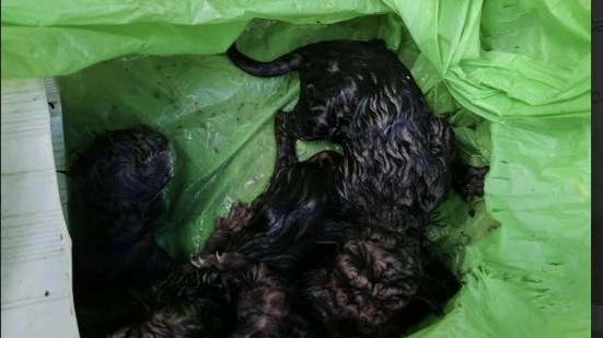I cuccioli ritrovati nel cassonetto I cuccioli ritrovati nel cassonetto