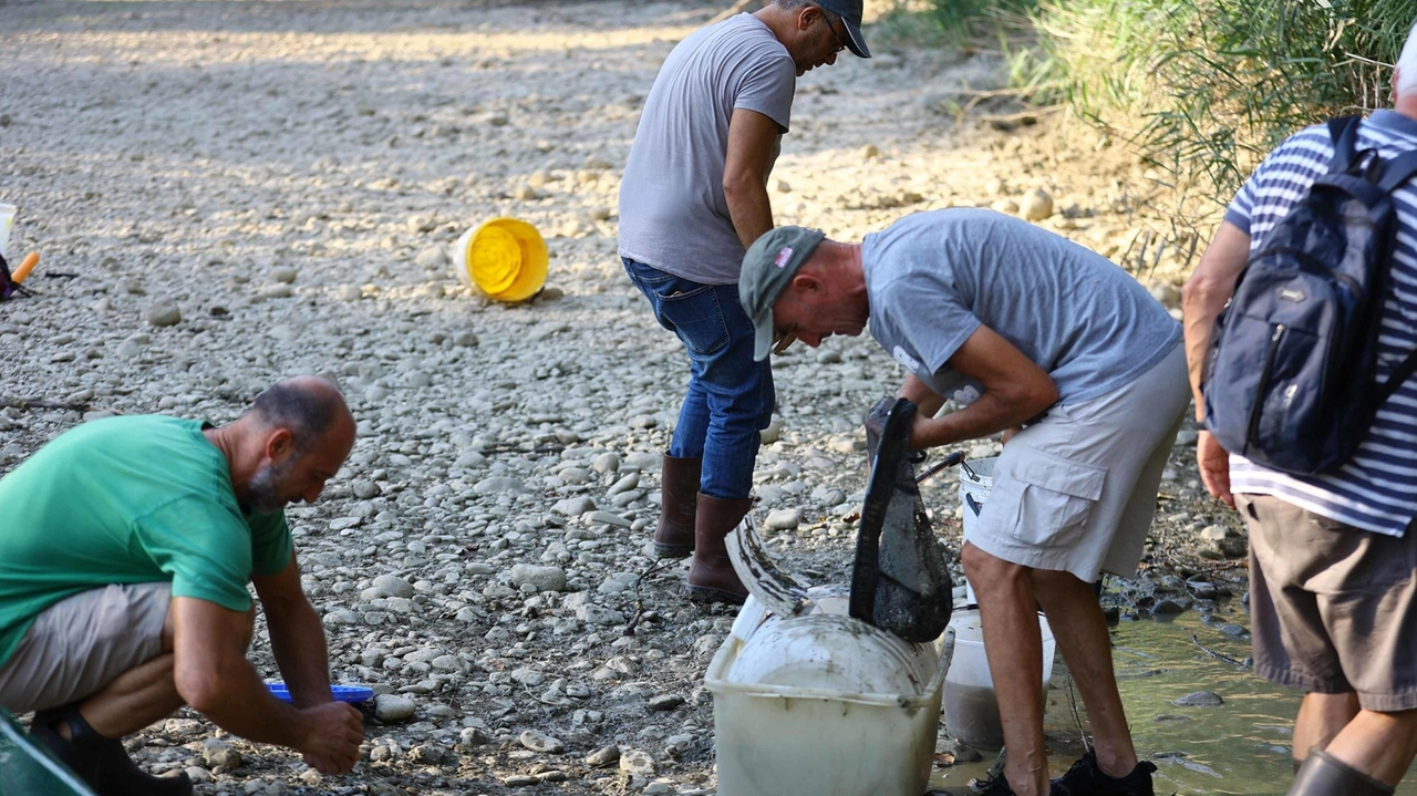 . Salvataggio da parte dei volontari di avannotti e piccoli pesci nella Pesa (. Germogli . Salvataggio da parte dei volontari di avannotti e piccoli pesci nella Pesa (. Germogli