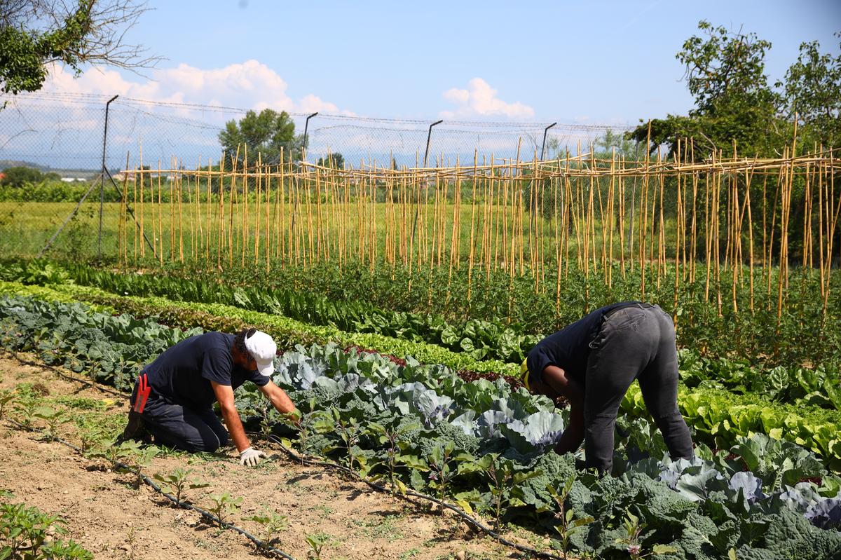 Ladri senza cuore, rubano i pomodori dall’orto della Rems Ladri senza cuore, rubano i pomodori dall’orto della Rems