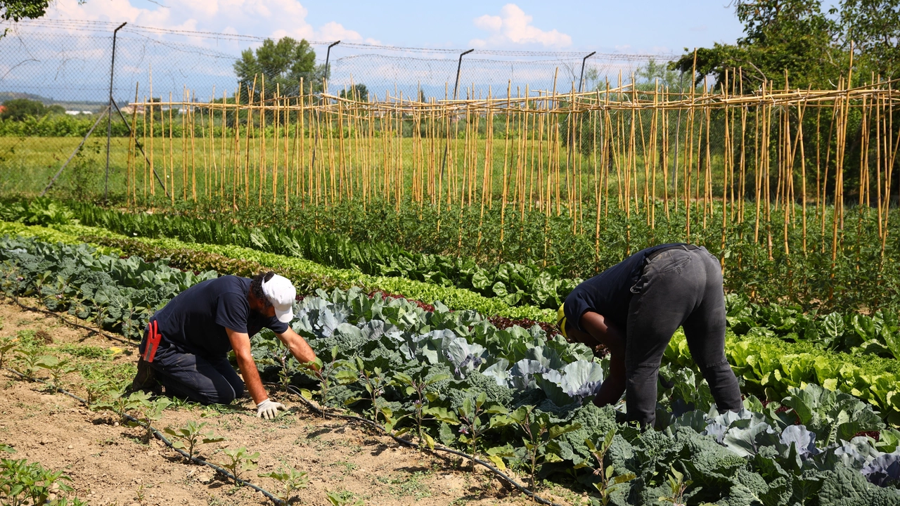 L’orto sociale del Pozzale è stato preso nuovamente di mira (Foto repertorio Germogli) L’orto sociale del Pozzale è stato preso nuovamente di mira (Foto repertorio Germogli)