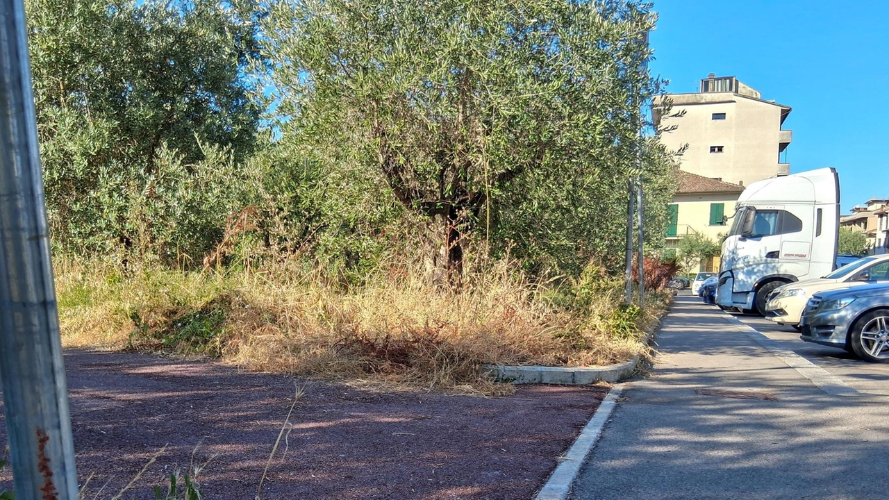 Il giardino prima degli interventi di manutenzione effettuati dopo la denuncia sulle pagine del nostro giornale Il giardino prima degli interventi di manutenzione effettuati dopo la denuncia sulle pagine del nostro giornale