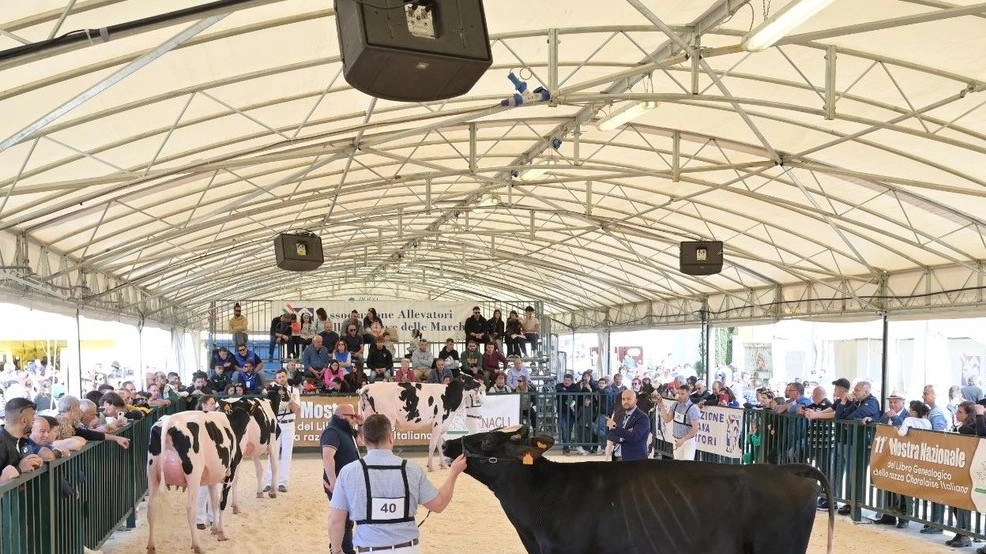 L’edizione 2025 di Agriumbria in programma al Centro fieristico di Bastia è stata presentata nel corso del salone «Eima International», in corso a Bologna L’edizione 2025 di Agriumbria in programma al Centro fieristico di Bastia è stata presentata nel corso del salone «Eima International», in corso a Bologna