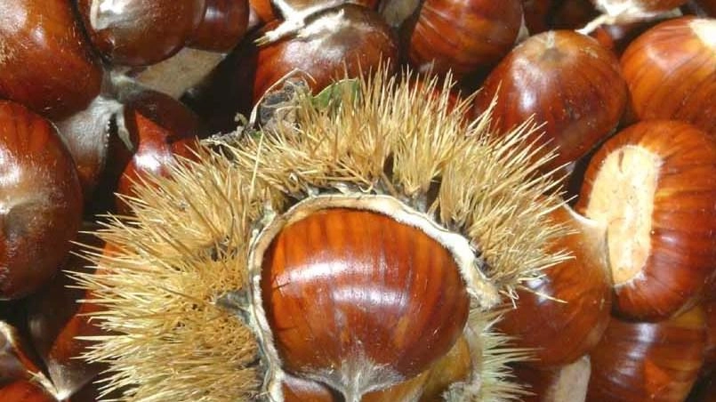 Marroni sempre più pregiati Marroni sempre più pregiati