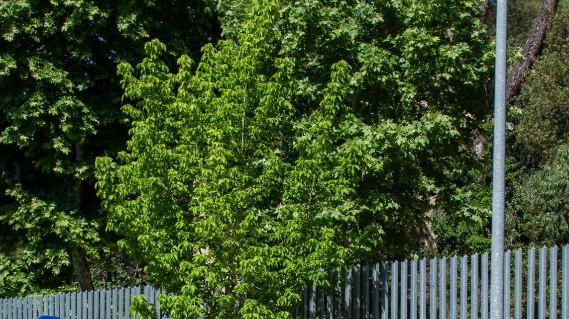 Carabinieri intensificano controlli in provincia di Perugia: 10 denunce per droga, guida in stato di ebbrezza e possesso di armi. Patenti ritirate e provvedimenti presi. Carabinieri intensificano controlli in provincia di Perugia: 10 denunce per droga, guida in stato di ebbrezza e possesso di armi. Patenti ritirate e provvedimenti presi.
