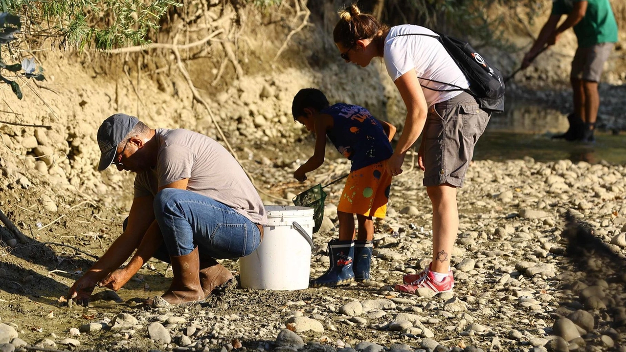 Salvataggio di pesci sul torrente Pesa a Montelupo Fiorentino (Gasperini/Germogli) Salvataggio di pesci sul torrente Pesa a Montelupo Fiorentino (Gasperini/Germogli)