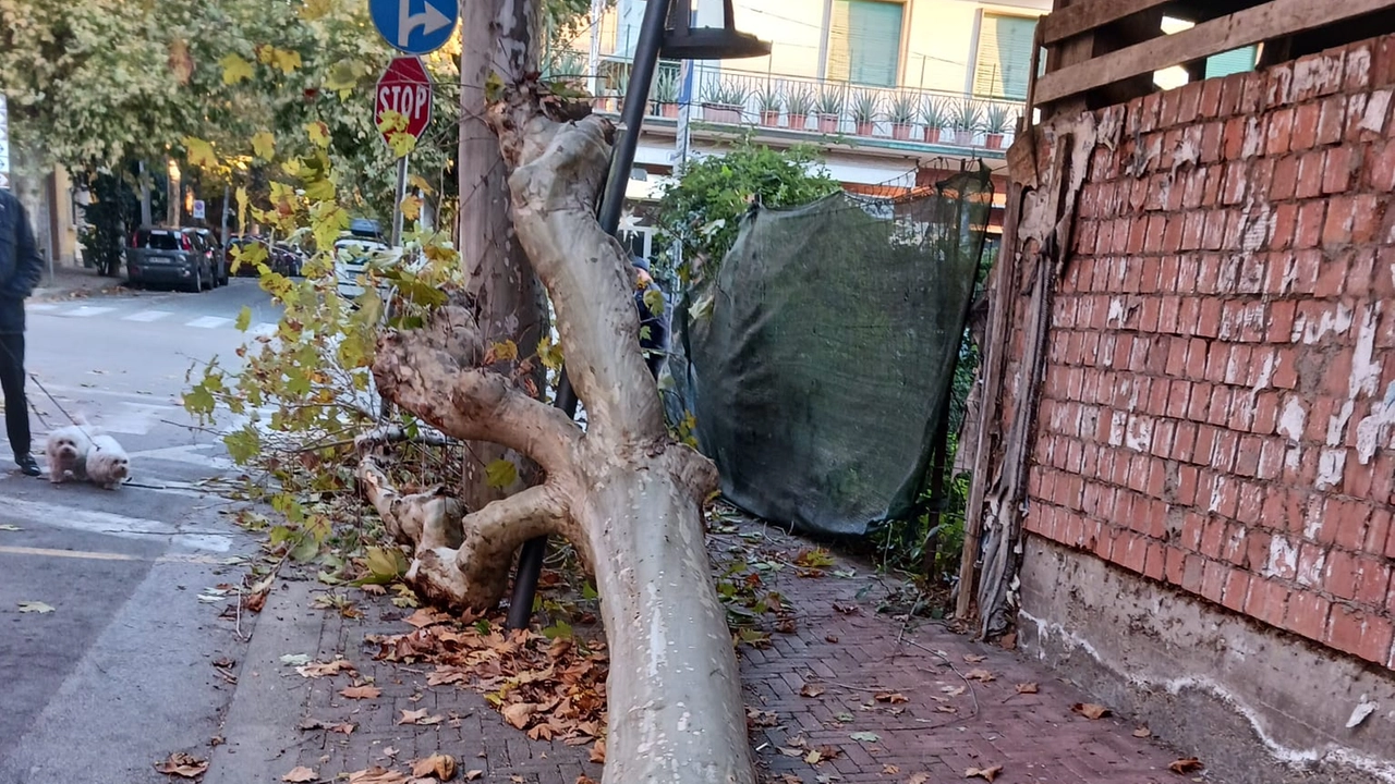 L’albero caduto in via Melani: le radici appaiono evidentemente malmesse L’albero caduto in via Melani: le radici appaiono evidentemente malmesse