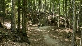 Boschi dell’Amiata, ovvero castagneti secolari e faggete immense che fanno di questo paesaggio unico un singolare tesoro non solo ambientale,...