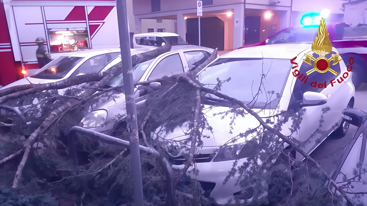 Rami di alberi caduti sulle auto parcheggiate Rami di alberi caduti sulle auto parcheggiate